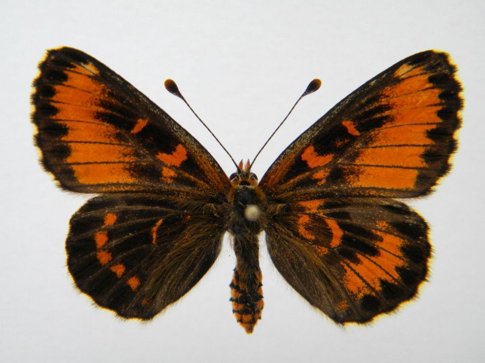 Melitaea trivia abb 7 (Internet Image property of respective owner, non-commercial use only)